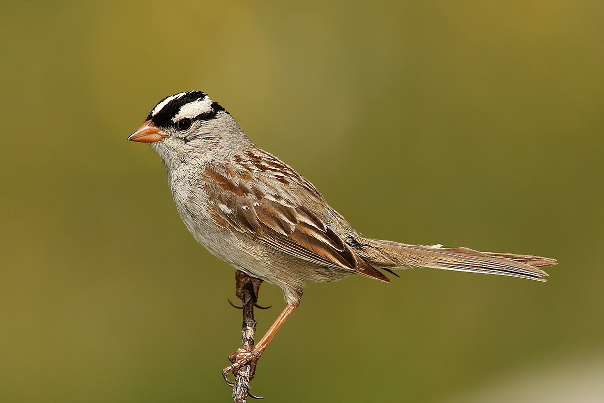 White-crowned Sparrow artwork by Michael Hoydich